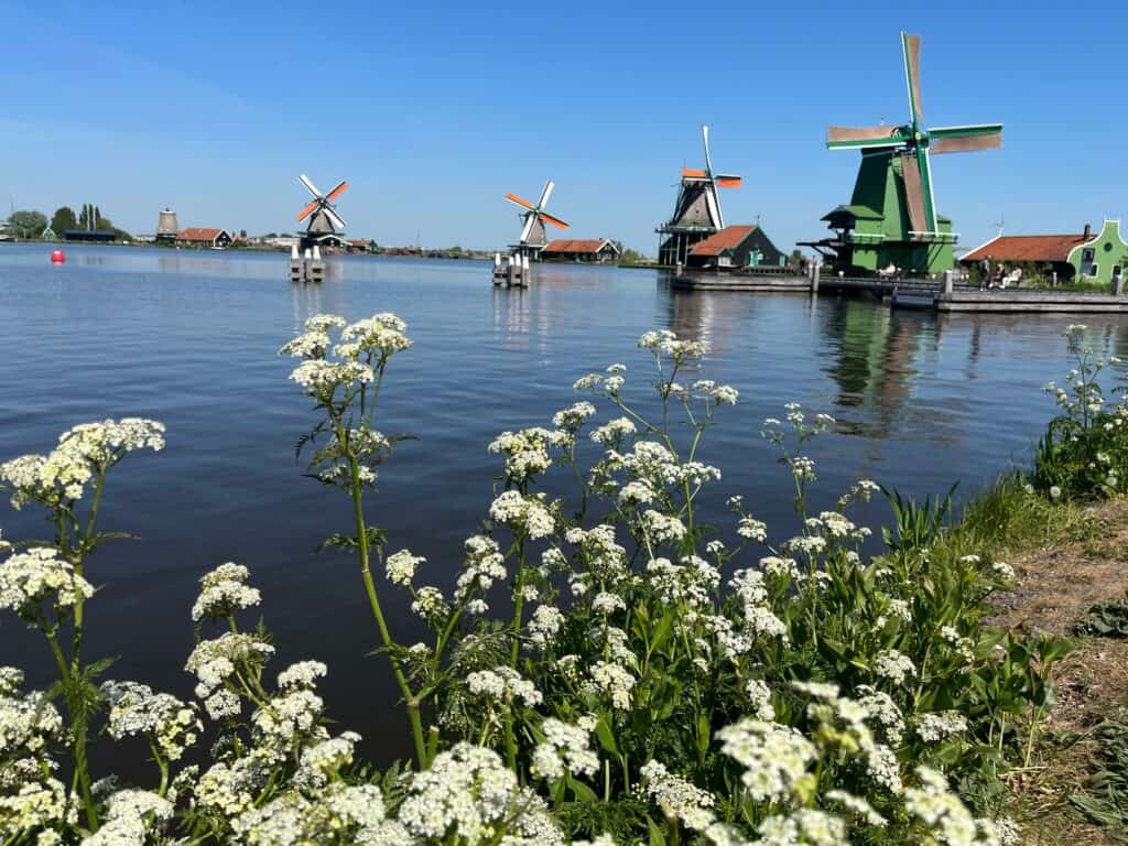 White flower in foreground with 4 windmills in the background at Zaanse Schans