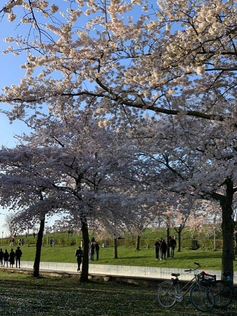 People walking in a park with trees