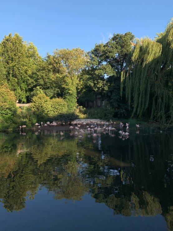 Flamingos on the water at the Amsterdam Zoo in Amsterdam Oost