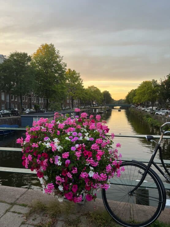 Pink flowers and a bike on a bridge overlooking Kinkerstraat in Amsterdam