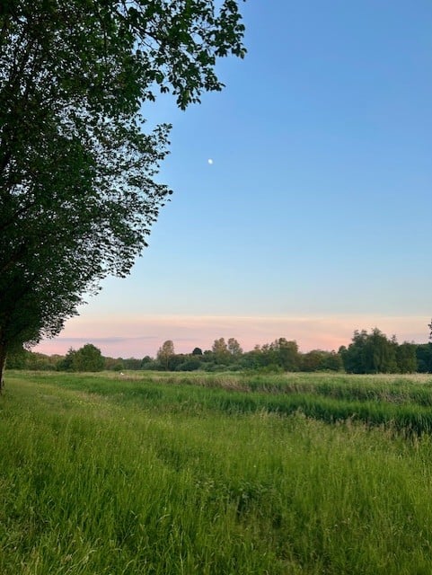 Sun rise over a grass field with blue sky and tree