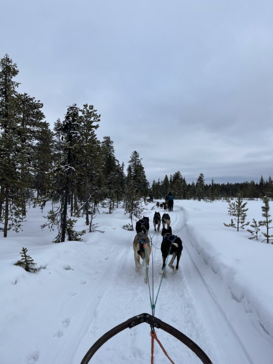 5 Huskies pull a sled through the snow surrounded by Pine Trees 