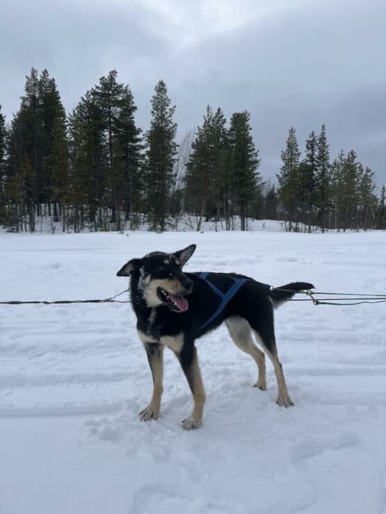 Husky smiling in the snow in Kiruna Sweden